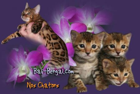 LE MONDE DES CHATONS